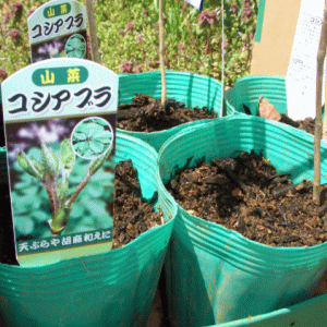 コシアブラを育ててみる 山菜 コシアブラ